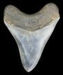 Finely Serrated Megalodon Tooth - Georgia #31320-2
